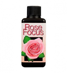 rose_focus